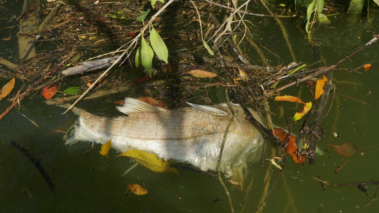 Lab Results Pending in Massive Belize River Fish Kill