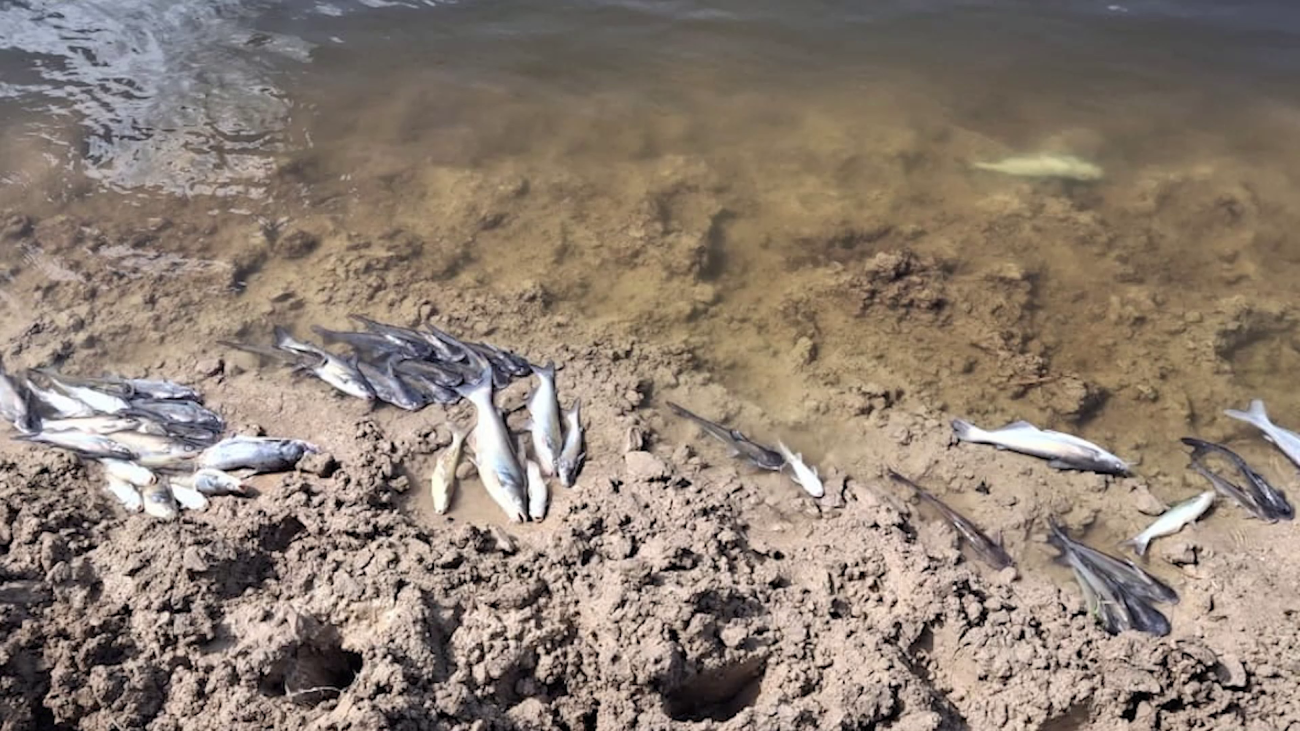 Fish Kill Probe Focuses on Canals and Flooding