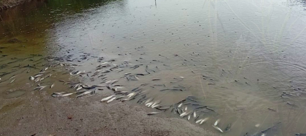 DOE Investigates Illegal Rice Farm Near Belize River