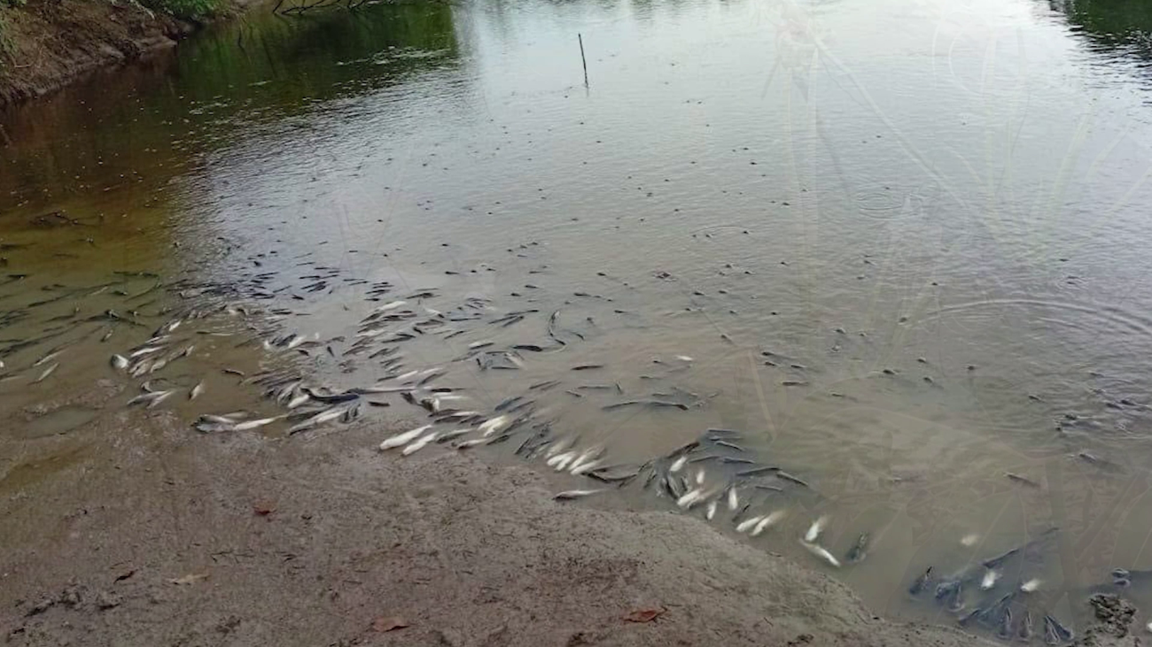 DOE Investigates Illegal Rice Farm Near Belize River