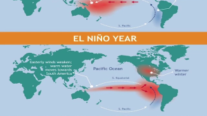 El Niño Threatens Belize’s Agriculture Sector El Niño is intensifying across Central America, putting Belize’s agriculture sector at risk. Senior Climatologist Shanea Young says farmers have been warned and policymakers are prepared for the forecasted heat. Shanea Young, Senior Climatologist, National Met Service “All of those persons in those particular sectors are aware of the potential impacts of this El Nino phenomenon. So, they knew well in advance that this was possible and we also shared with them what they can do to minimize the risk if it does indeed strengthen, which it is now doing, and what those impacts will be so that they can prepare for it well in advance. And every month the ministry of agriculture request the rainfall for the previous months so they continuously monitor and can advise the farmers on what to do. So, what we need from our stakeholders is for them to tell us now if they have started to observe any of the impacts that were forecasted previously. If they have, what is the status so what we can continue to monitor our forecast closely or if there is any major changes or if it is going to get a lot worse than what we have previously anticipated, when we know what the current conditions on the ground are we can do more tailored alerting and focus on those areas that would need more specialized warning.” Young noted that while the forecast is for suppressed hurricane development, it only takes one El Niño Threatens Belize’s Agriculture Sector