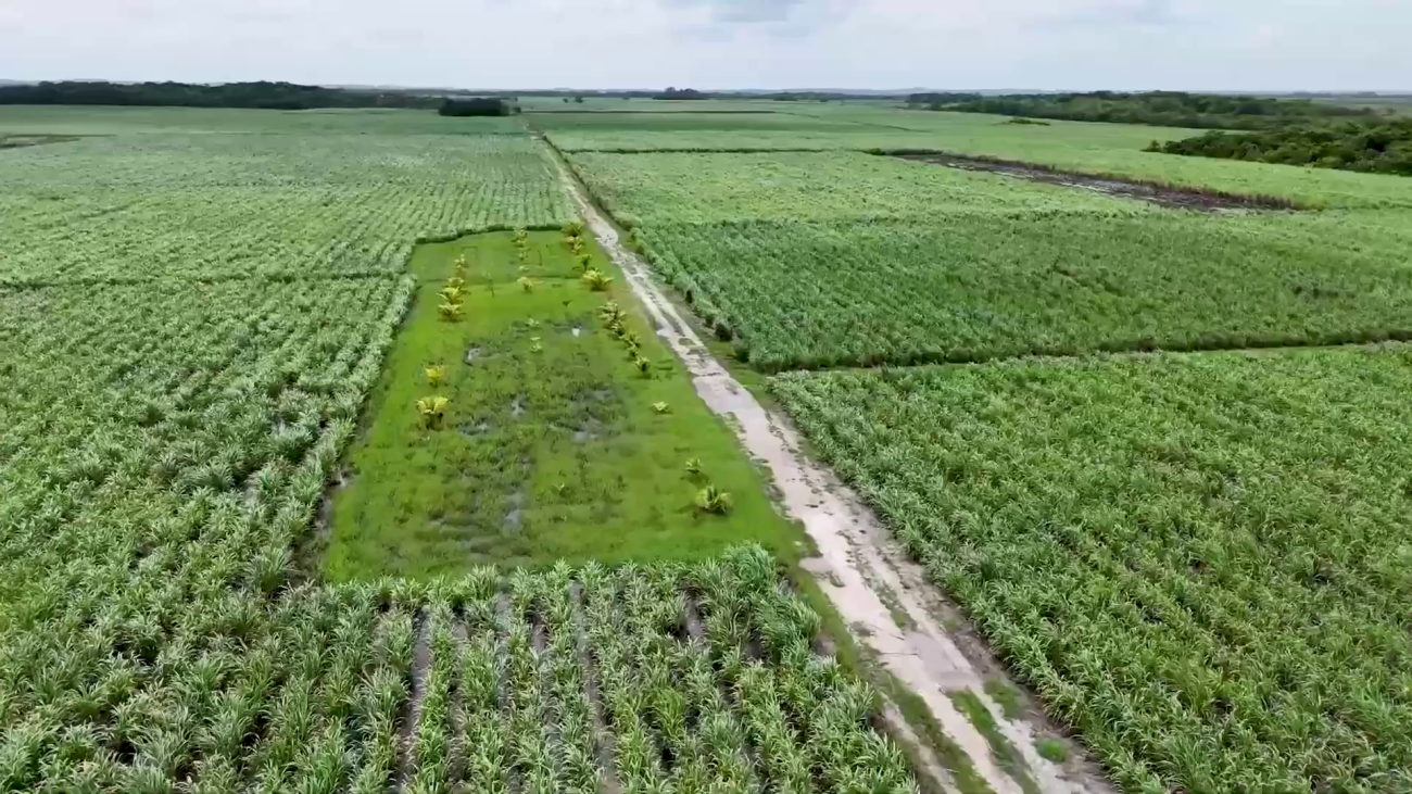 Calls Grow for Support as Sugar Exports Take $18 Million Hit