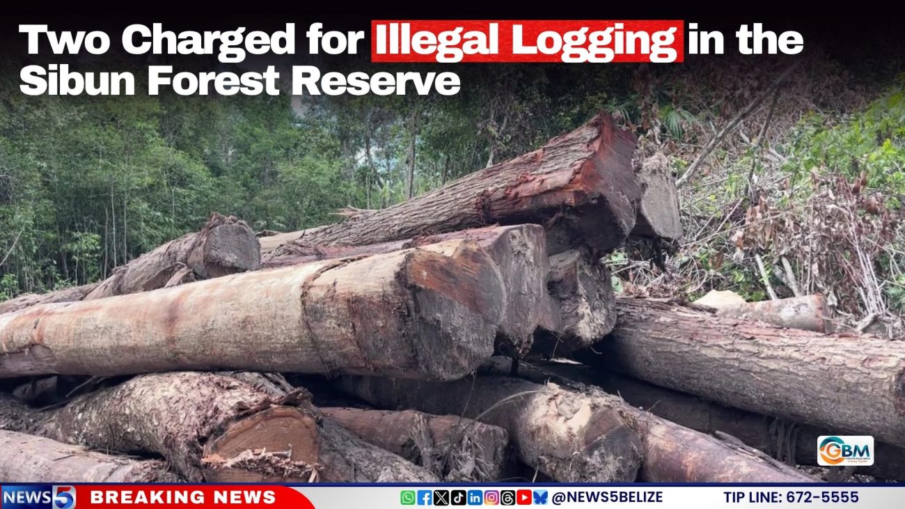 Two Charged for Illegal Logging in the Sibun Forest Reserve