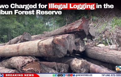 Two Charged for Illegal Logging in the Sibun Forest Reserve