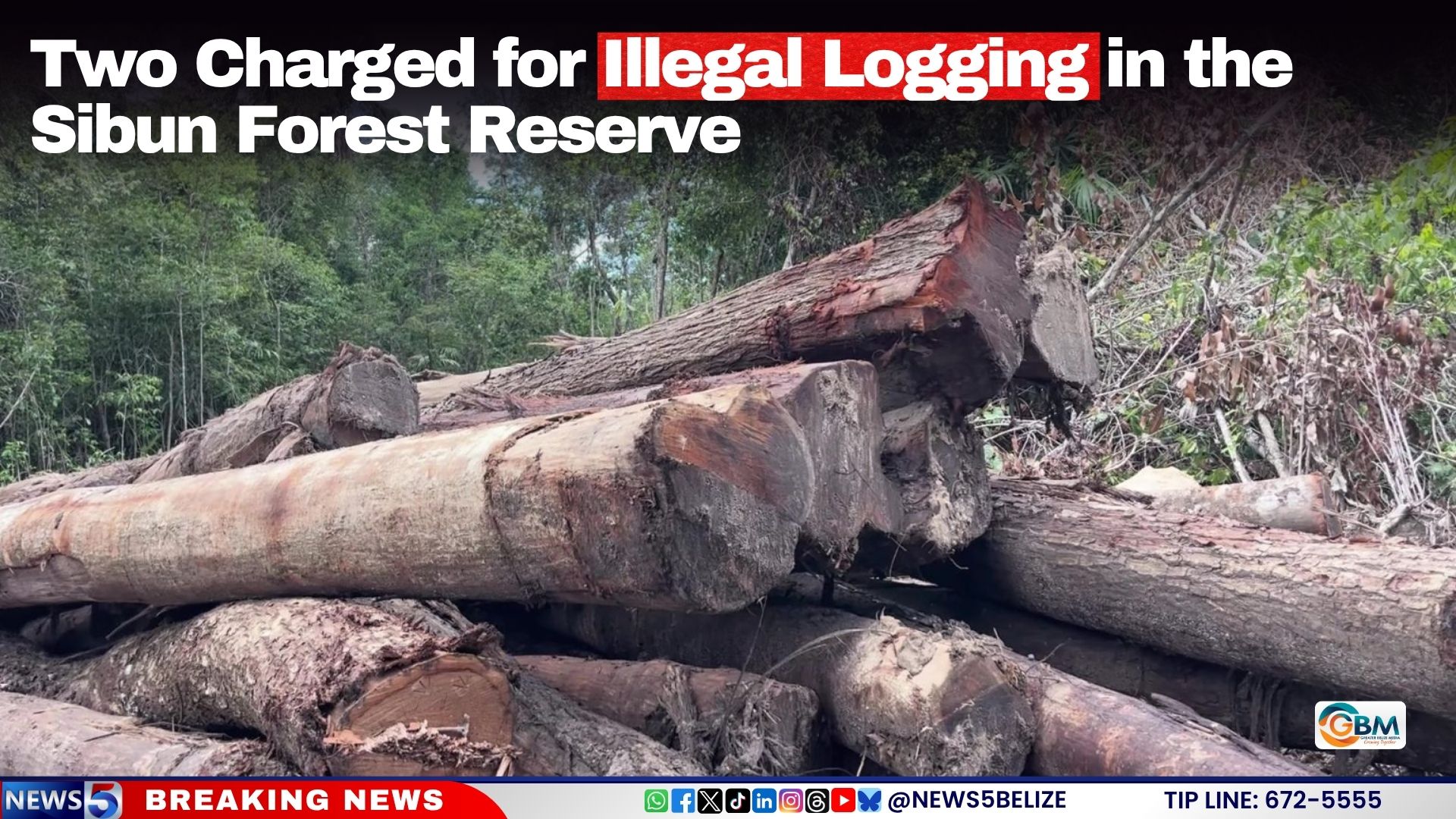 Two Charged for Illegal Logging in the Sibun Forest Reserve