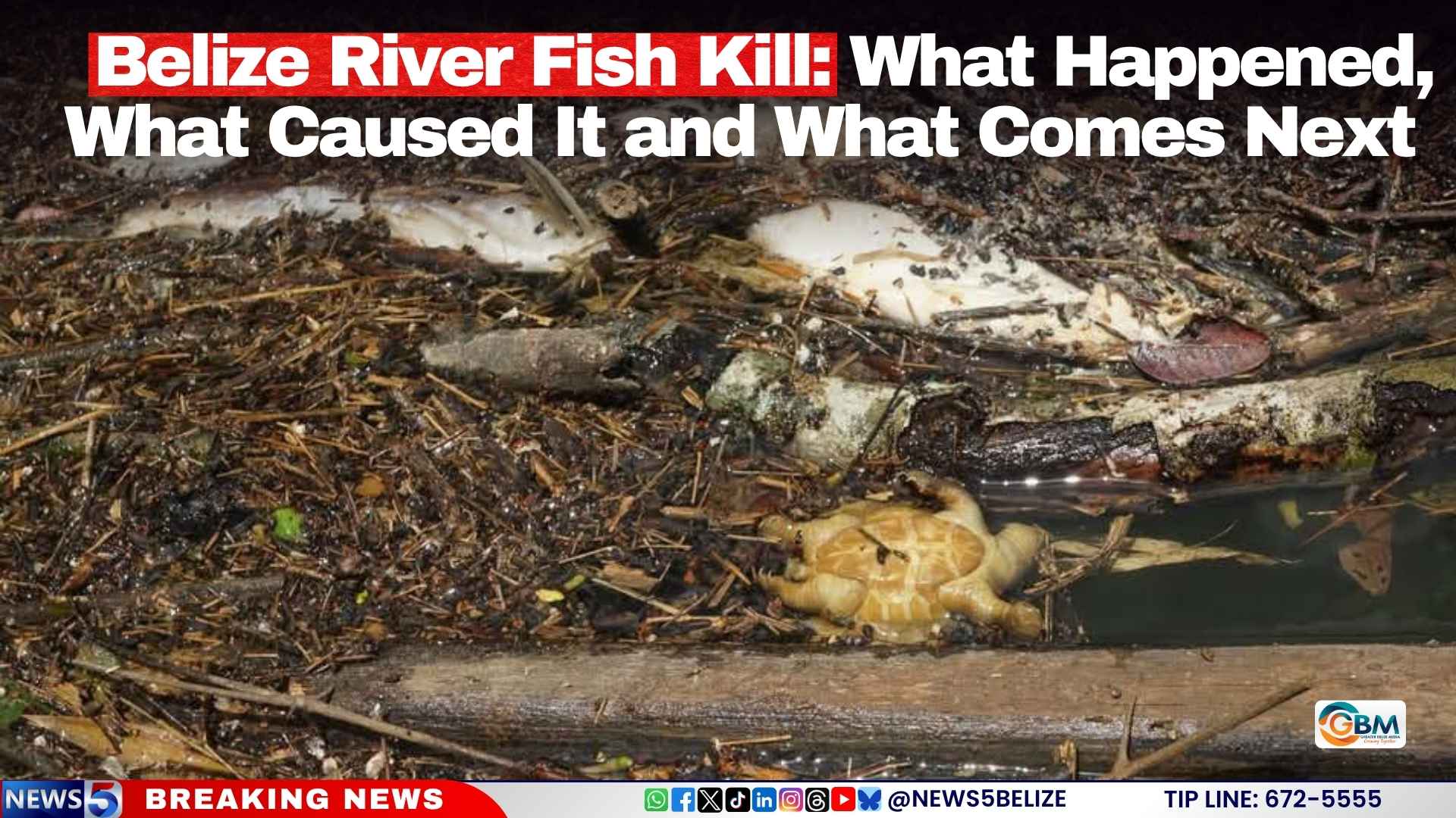 Belize River Fish Kill: What Happened, What Caused It and What Comes Next