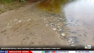 Belize River Fish Kill: What Happened, What Caused It and What Comes Next