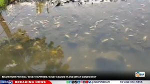 Belize River Fish Kill: What Happened, What Caused It and What Comes Next