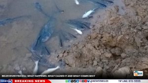 Belize River Fish Kill: What Happened, What Caused It and What Comes Next