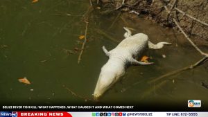 Belize River Fish Kill: What Happened, What Caused It and What Comes Next
