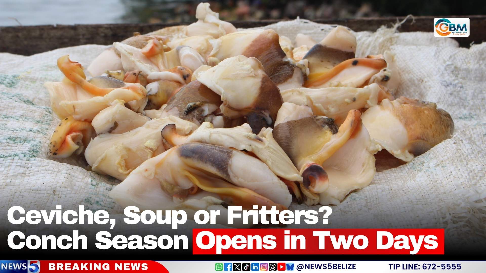 Ceviche, Soup or Fritters? Conch Season Opens in Two Days