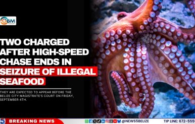 Two Charged After High-Speed Chase Ends in Seizure of Illegal Seafood