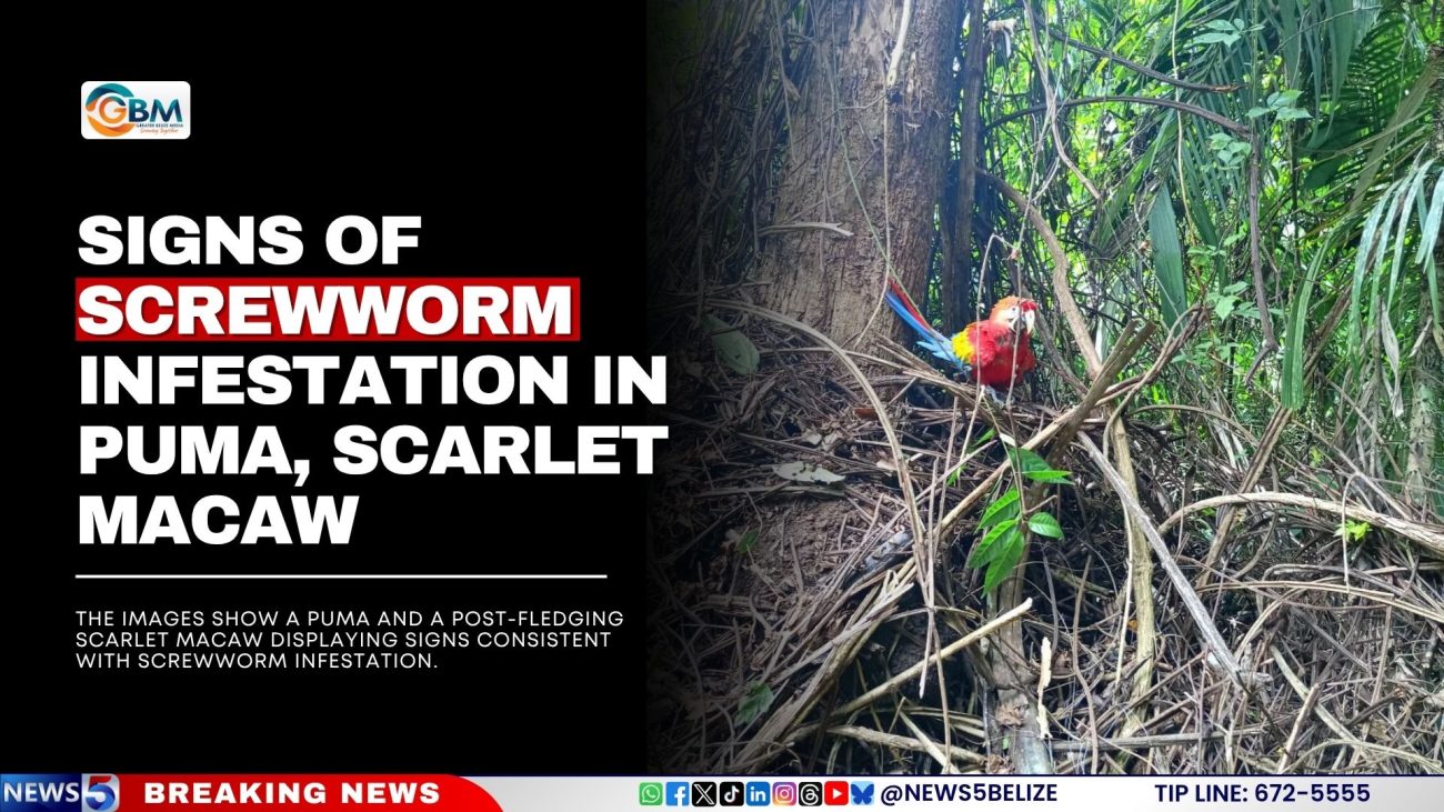 Signs of Screwworm Infestation in Puma, Scarlet Macaw