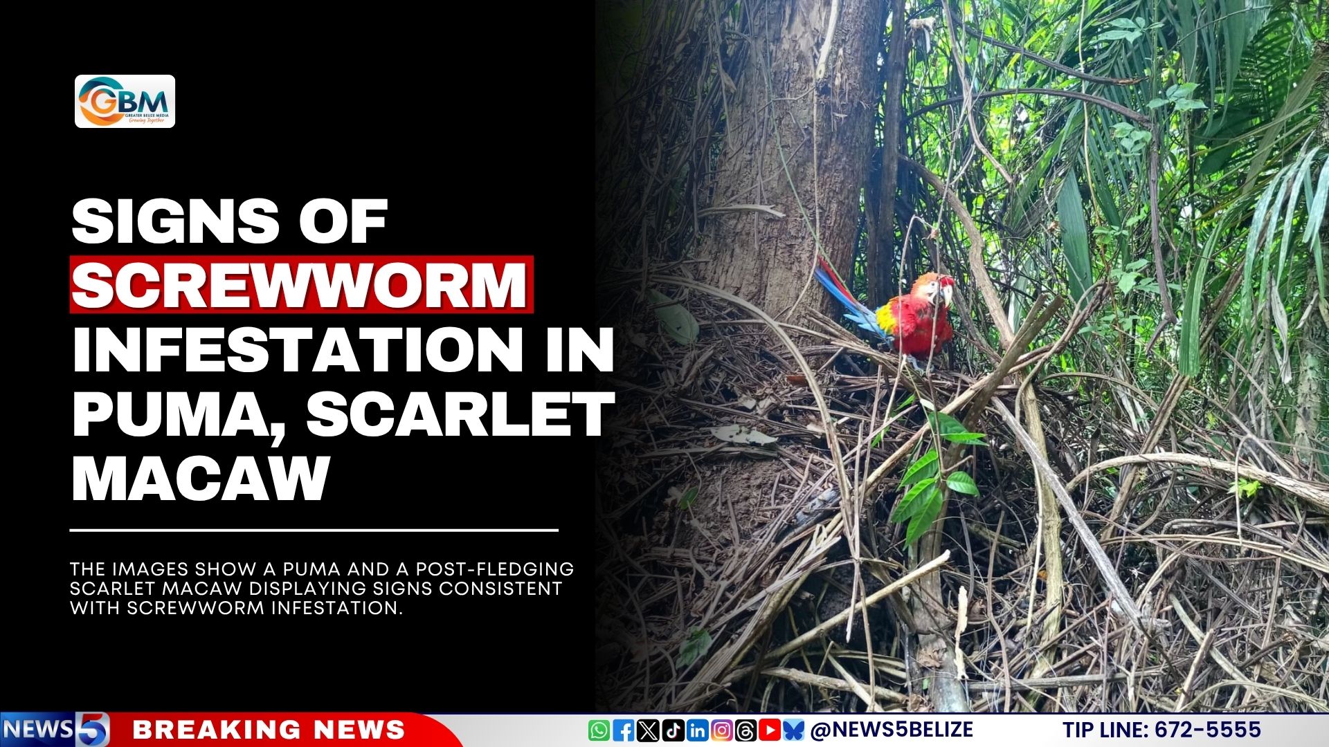 Signs of Screwworm Infestation in Puma, Scarlet Macaw