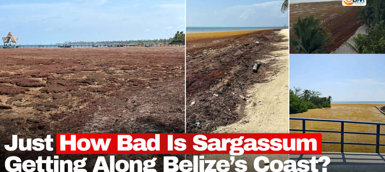 Just How Bad Is Sargassum Getting Along Belize’s Coast?