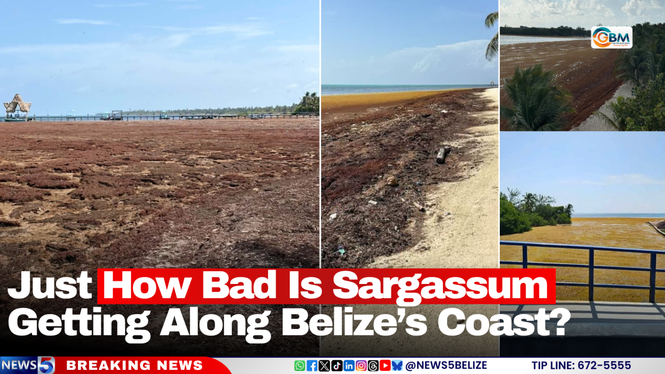 Just How Bad Is Sargassum Getting Along Belize’s Coast?
