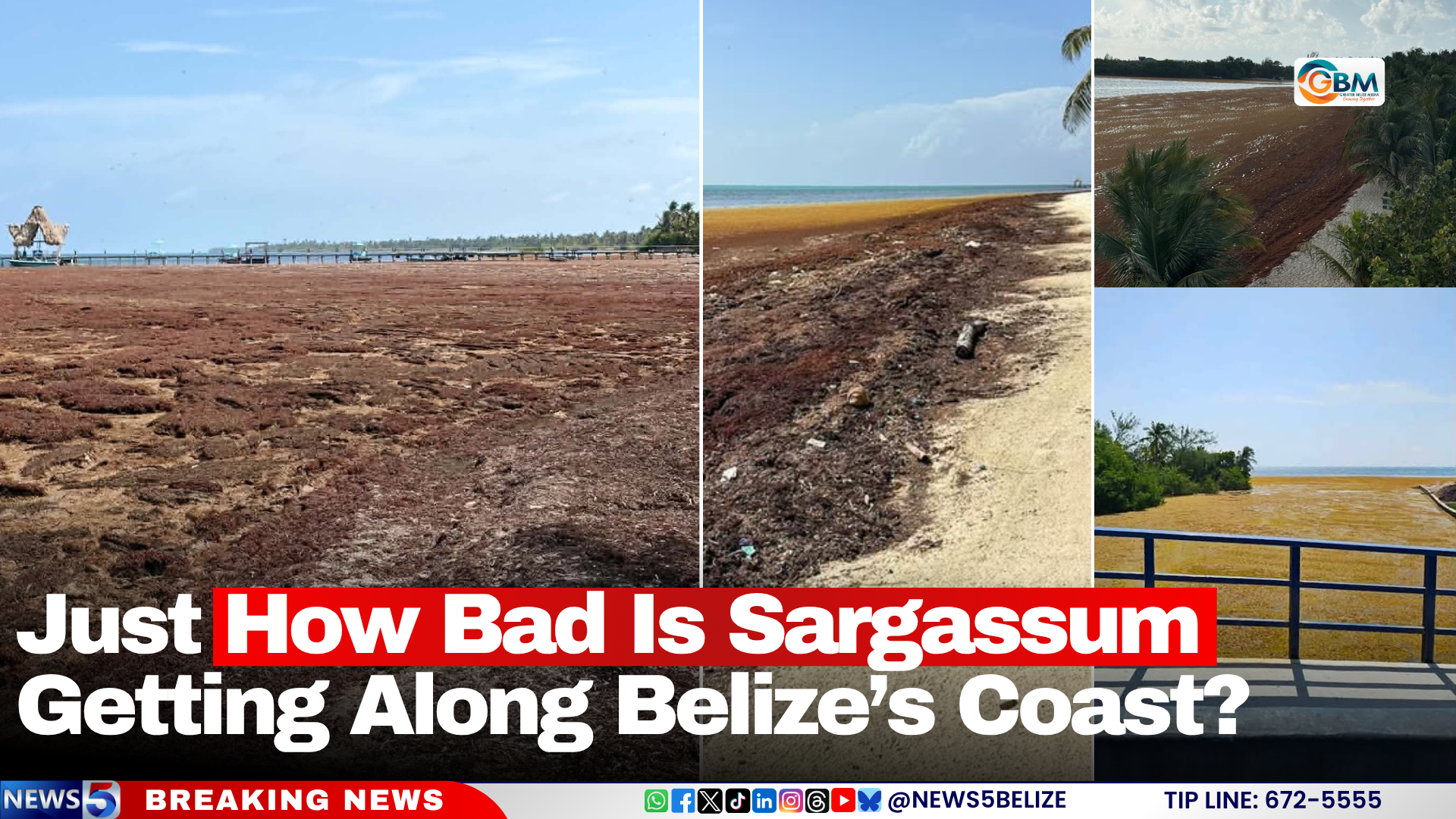 Just How Bad Is Sargassum Getting Along Belize’s Coast?