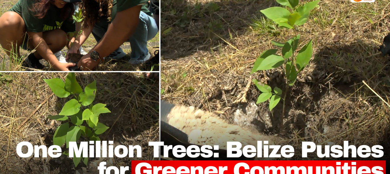 One Million Trees: Belize Pushes for Greener Communities