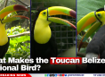 What Makes the Toucan Belize’s National Bird?