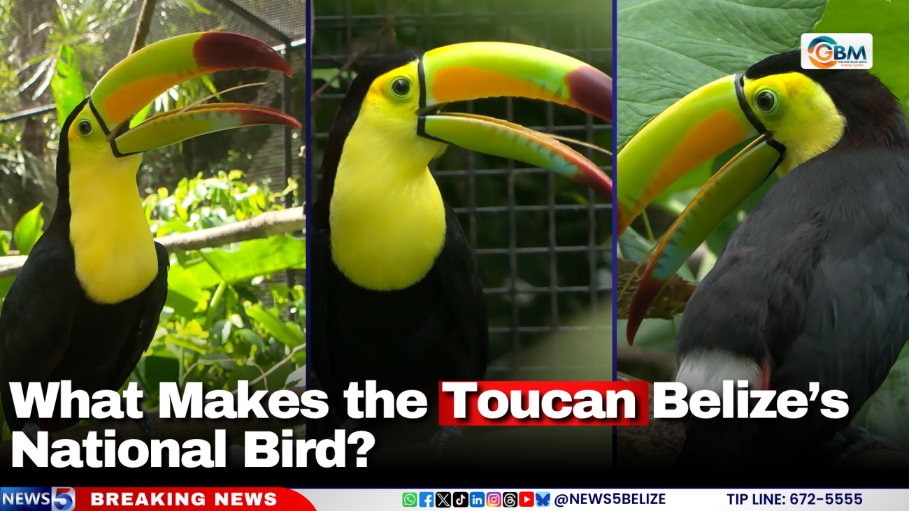 What Makes the Toucan Belize’s National Bird?