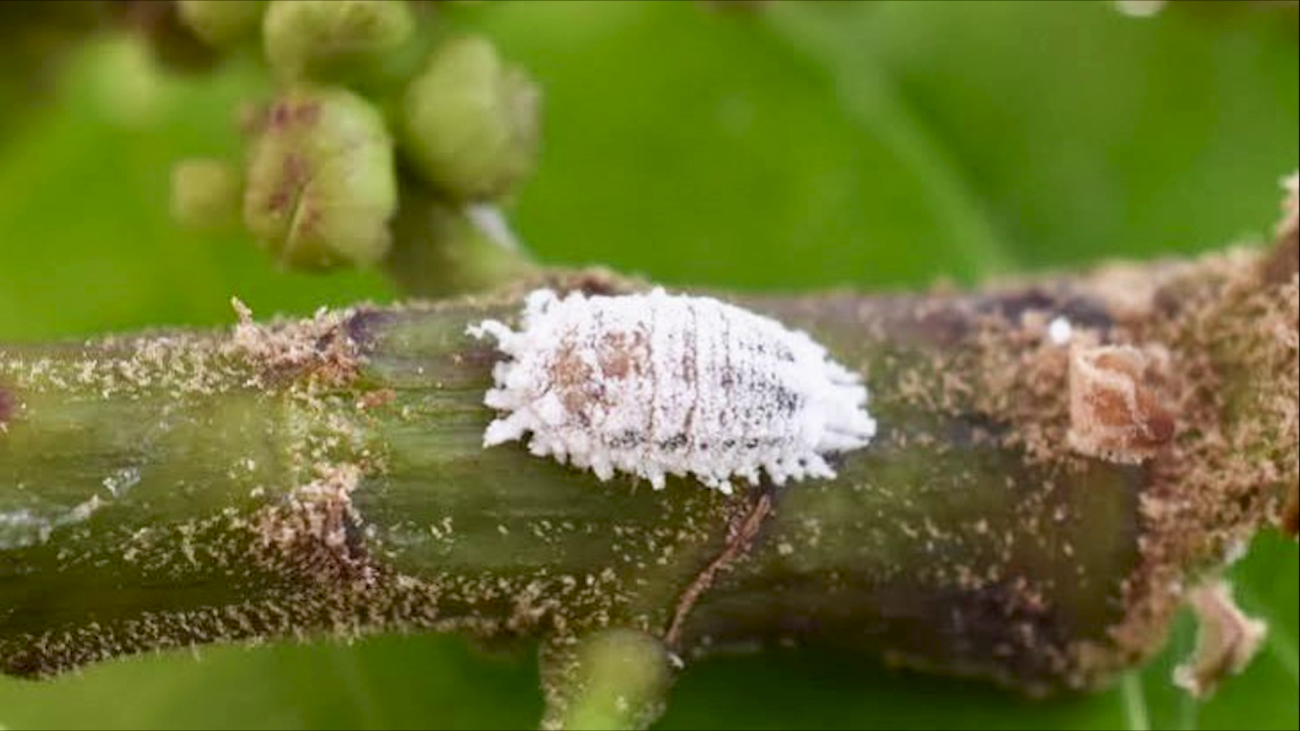 Mealybugs Put Sugar Production Under Pressure
