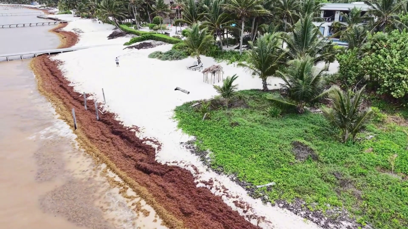 Sargassum Crisis Threatens Belize’s Tourism Industry