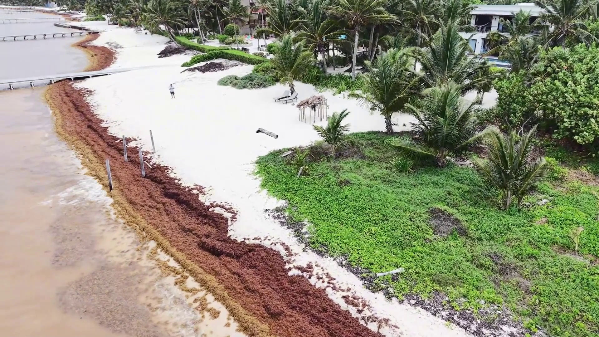 Sargassum Crisis Threatens Belize’s Tourism Industry