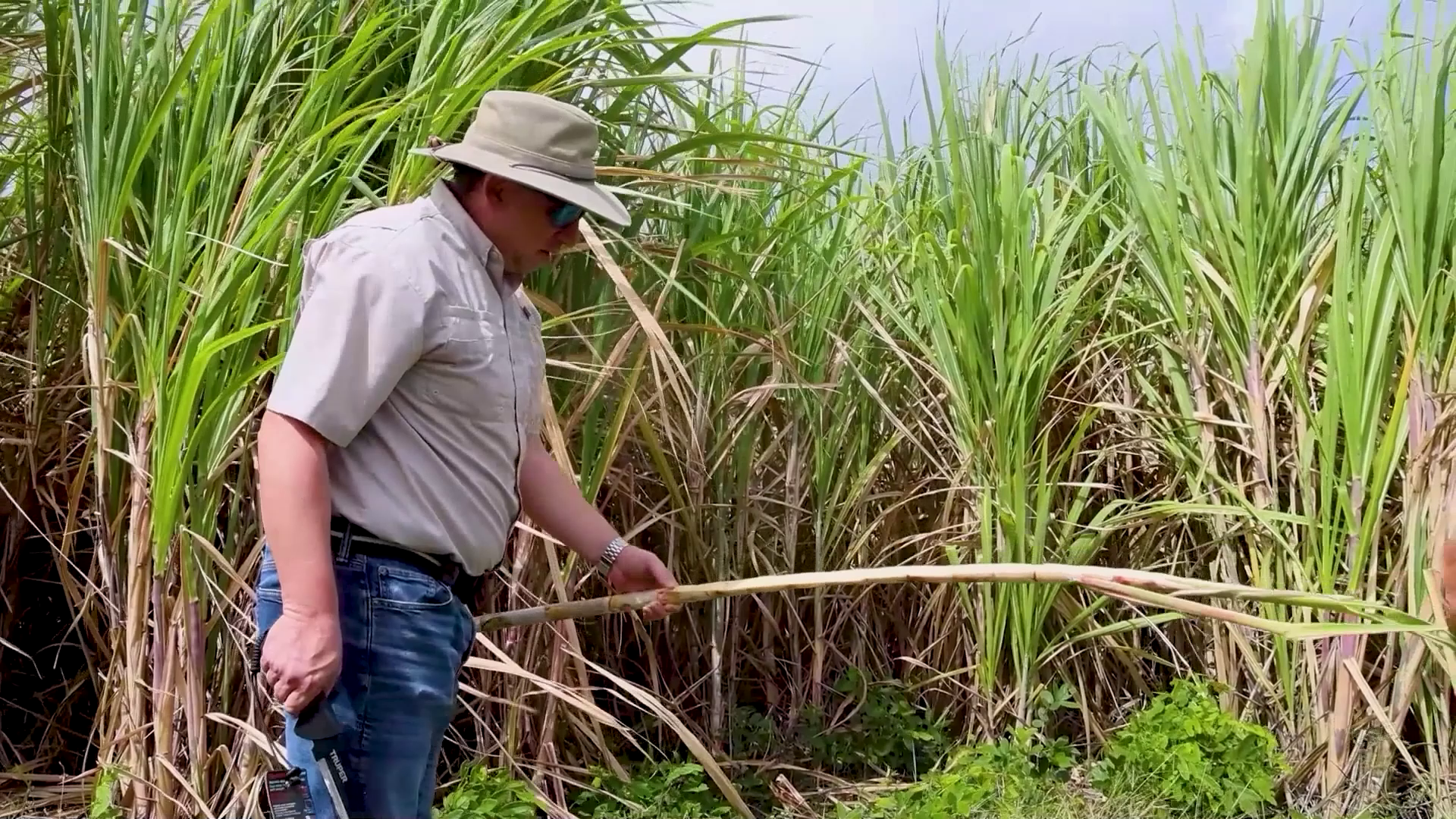 Sugarcane Crisis Triggers Five-Million-Dollar Intervention