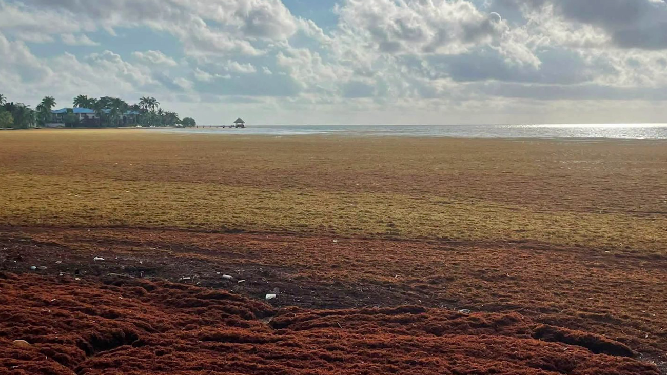Three Months of Low Tourist Arrivals During Sargassum Invasion