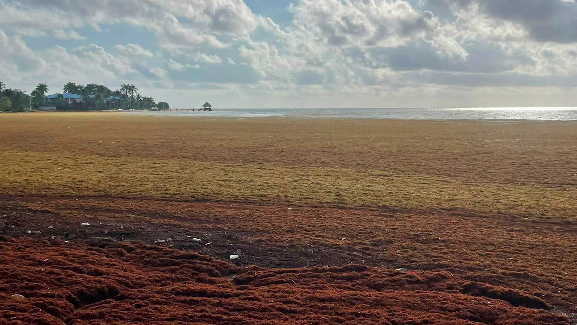 Three Months of Low Tourist Arrivals During Sargassum Invasion