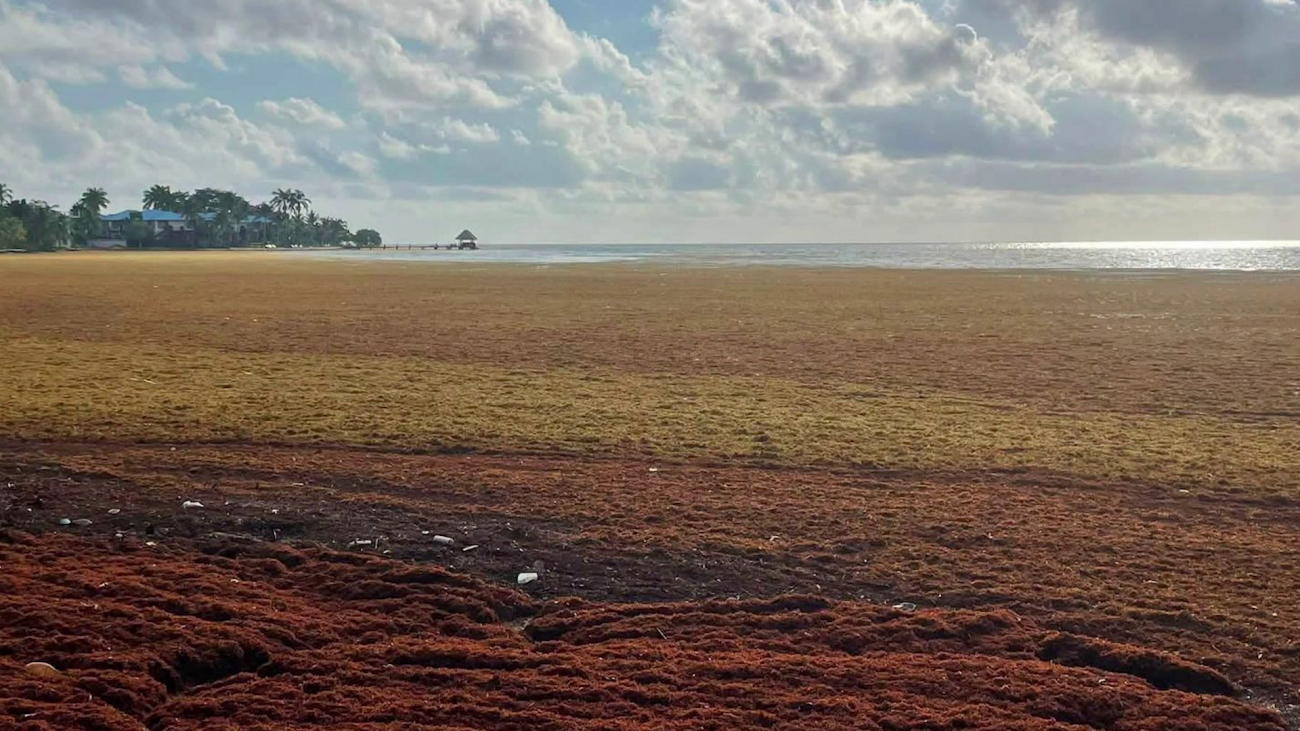 Sargassum Pummels Placencia’s Coast, Threatens Tourism