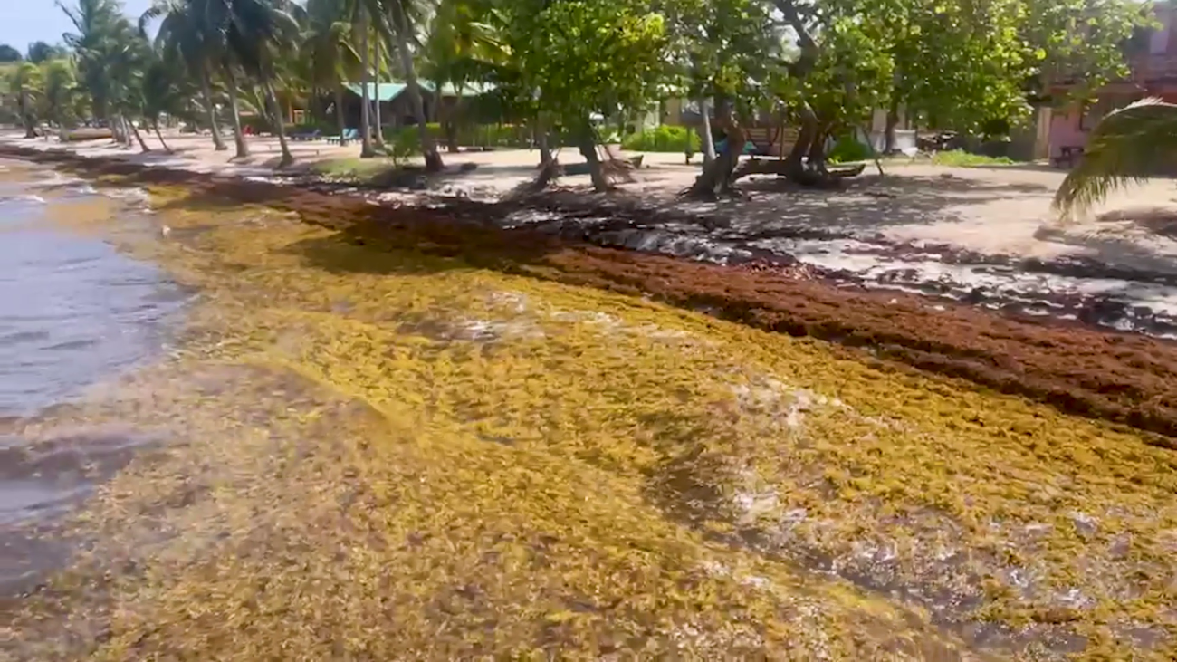 Southern Area Rep Hoping For Emergency Sargassum Funding