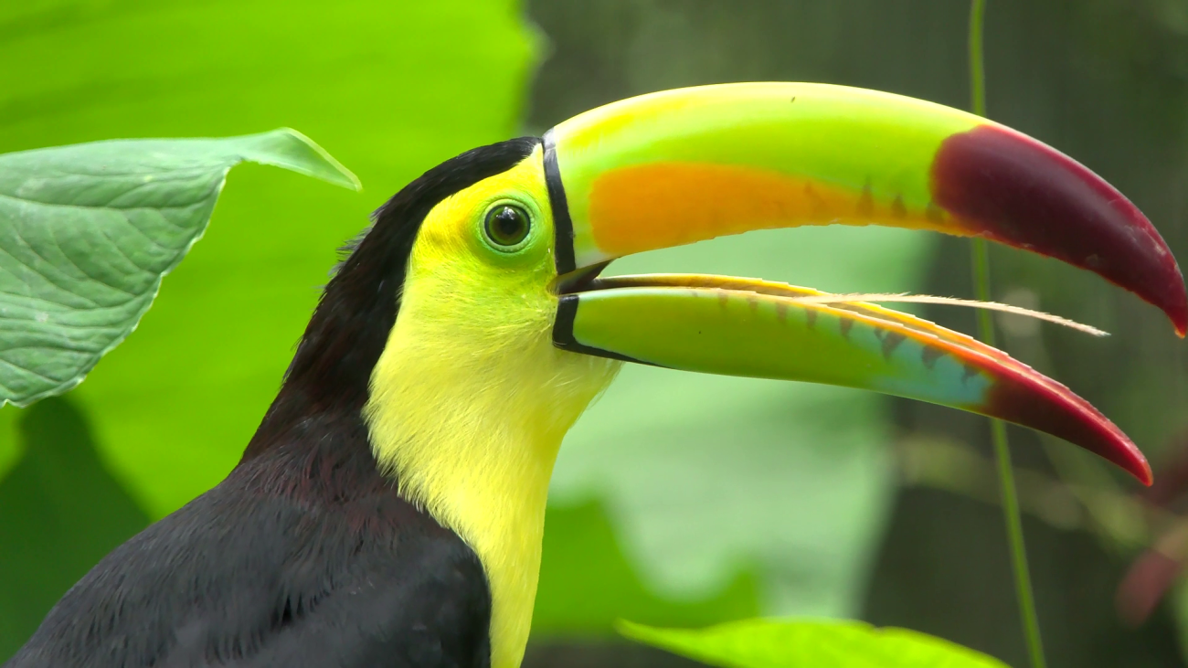 National Pride Takes Flight at Belize Zoo