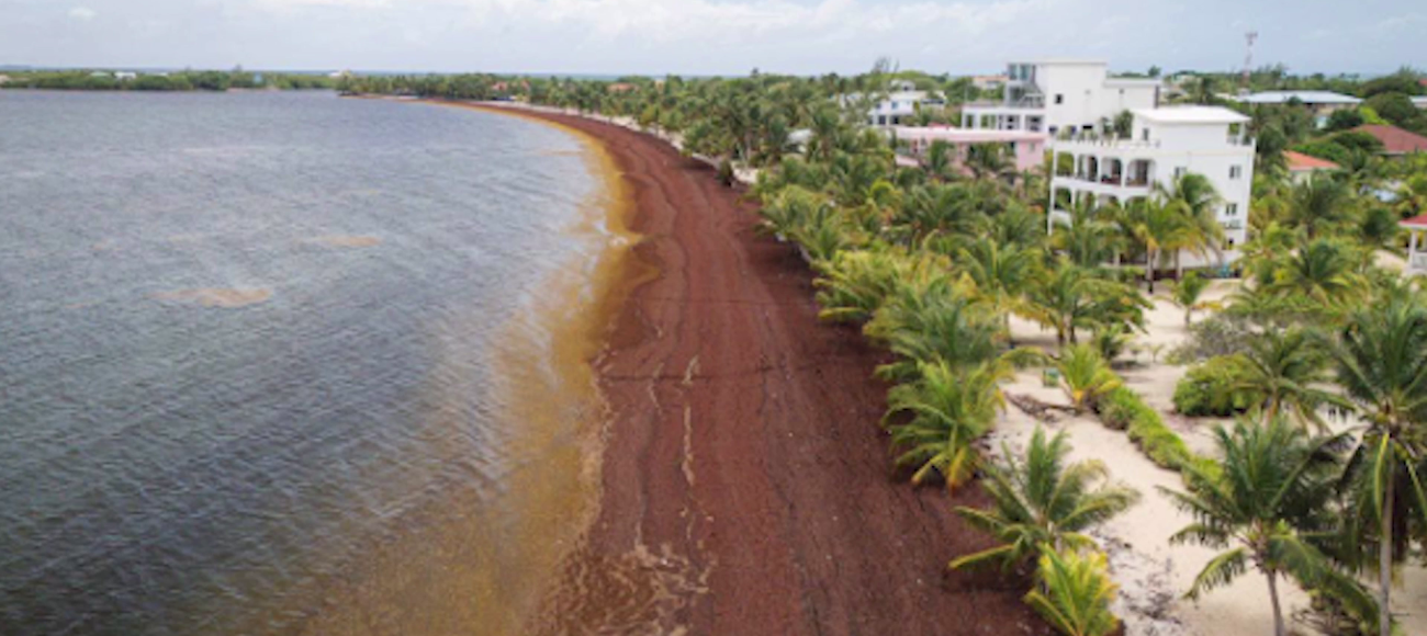 Coastal Livelihoods Threatened by Relentless Sargassum
