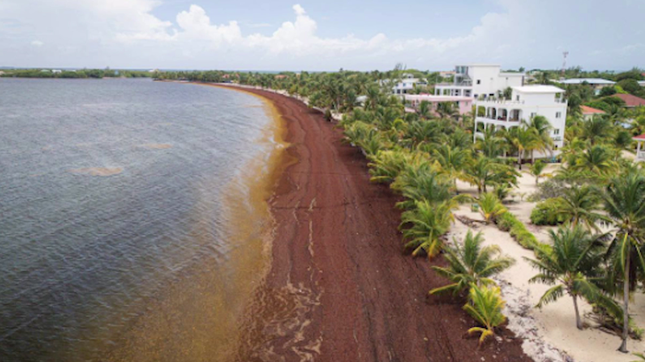 Coastal Livelihoods Threatened by Relentless Sargassum