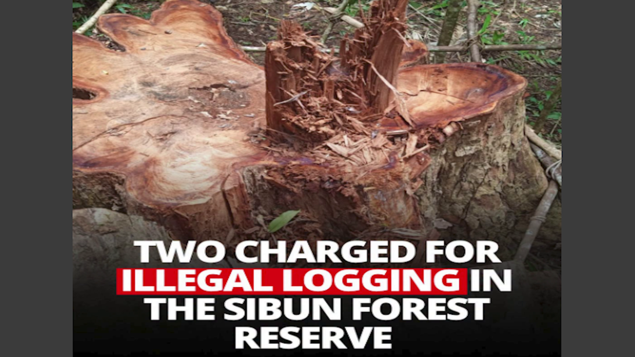 Mahogany Sting Targets Suspected Illegal Loggers