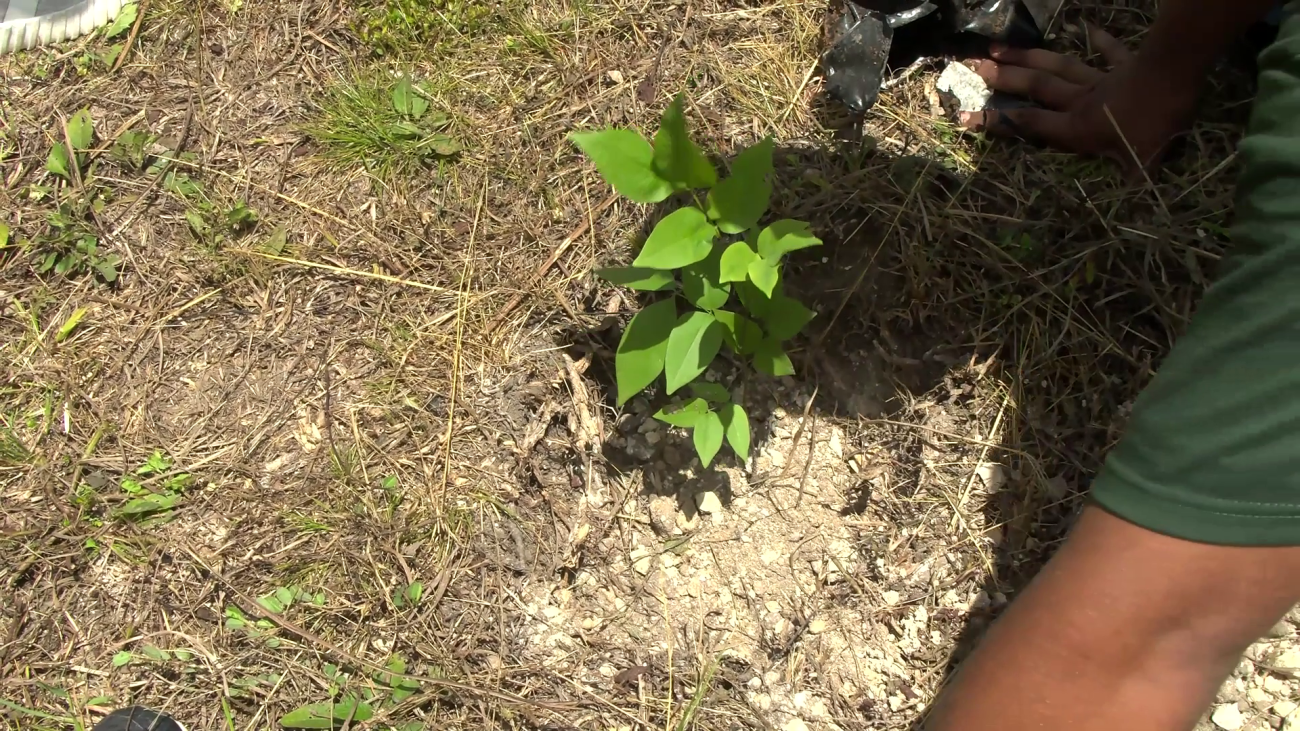 Where Will Belize Plant One Million Trees?