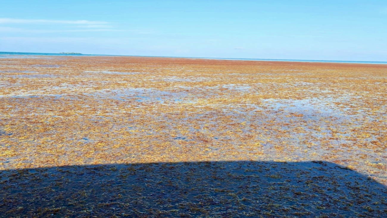 Hurricanes, Sargassum Intensify Belize’s Climate Struggles  