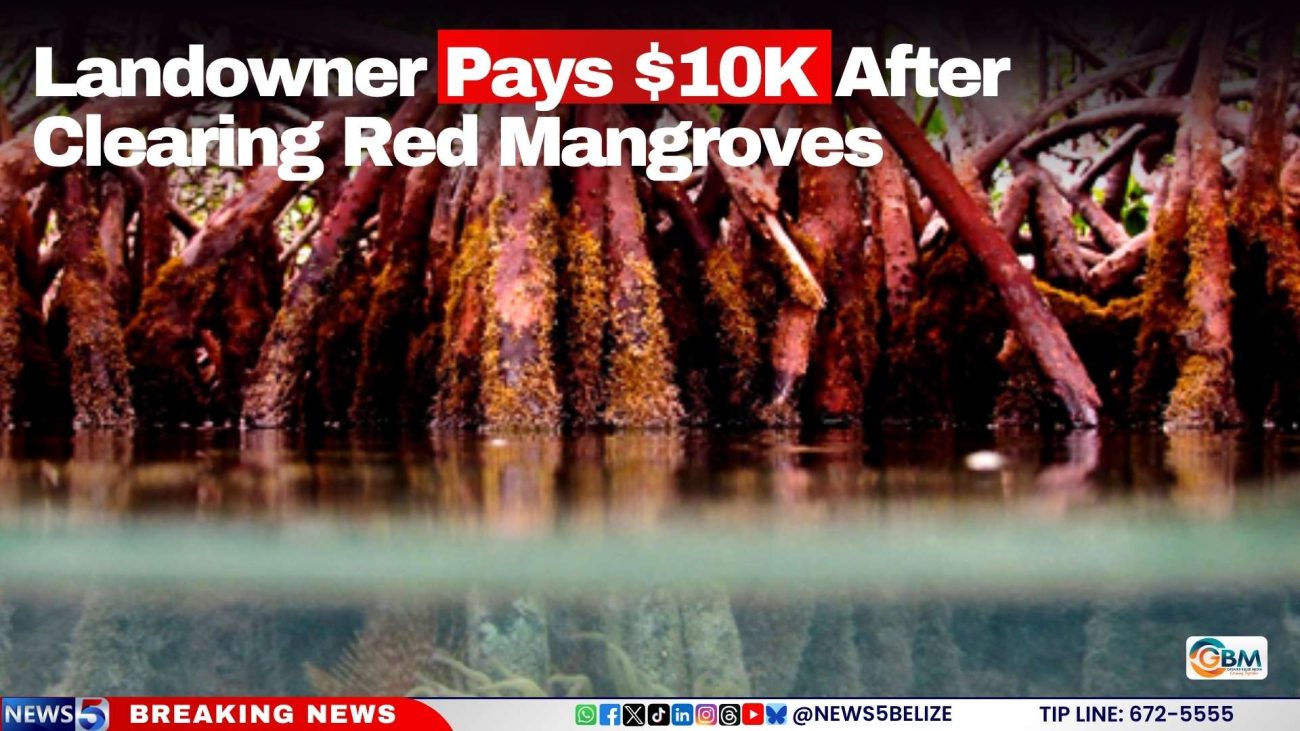 Landowner Pays $10K After Clearing Red Mangroves