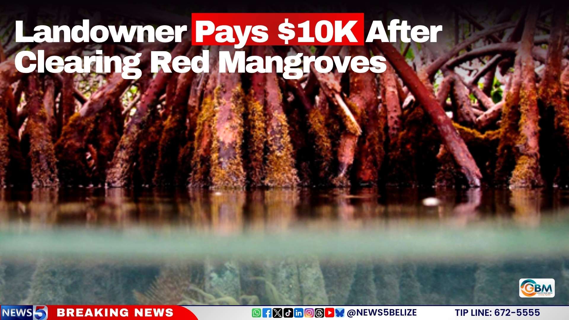 Landowner Pays $10K After Clearing Red Mangroves