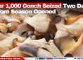 Over 1,000 Conch Seized Two Days Before Season Opened