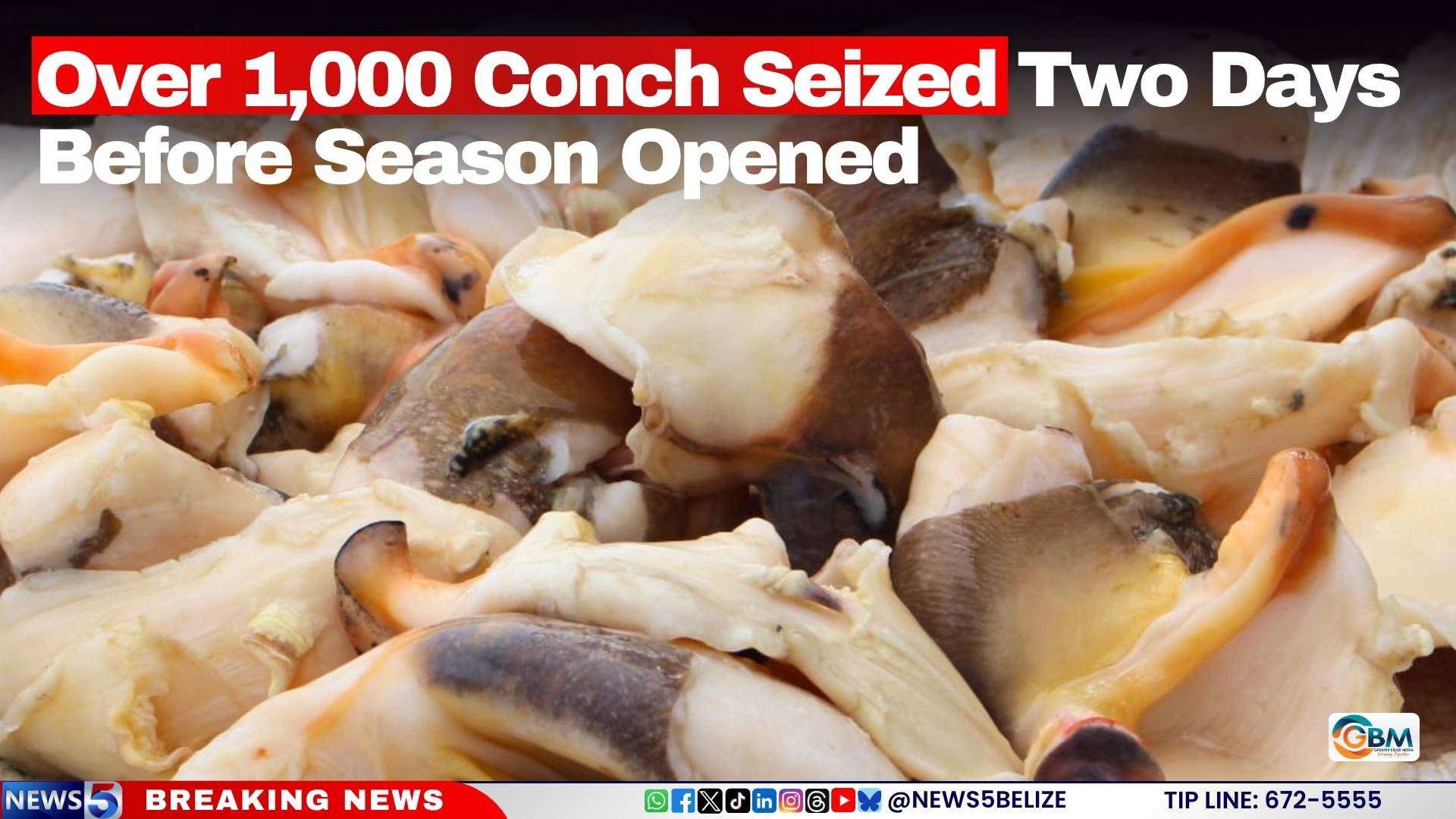 Over 1,000 Conch Seized Two Days Before Season Opened