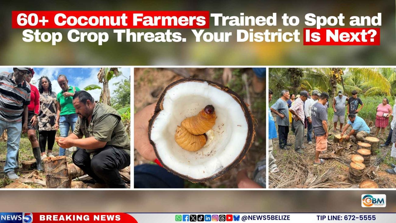 60+ Coconut Farmers Trained to Spot and Stop Crop Threats. Your District Is Next?