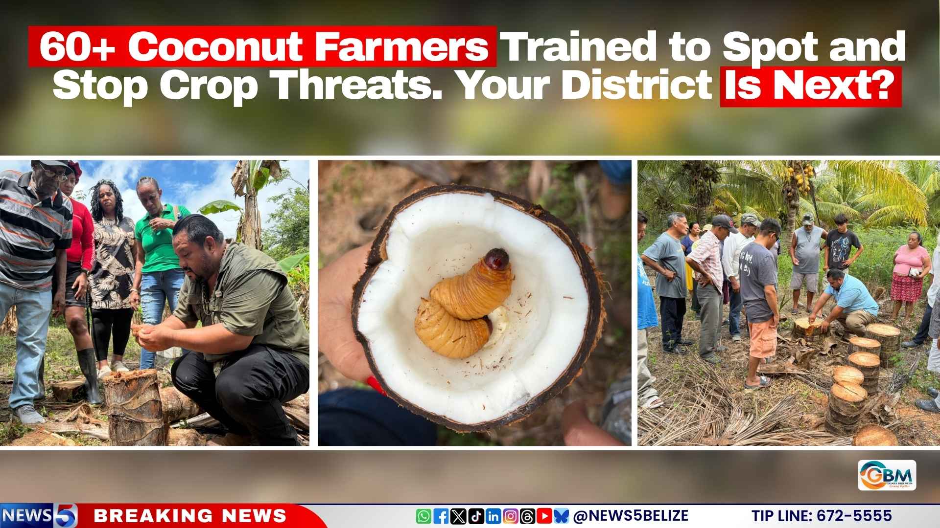 60+ Coconut Farmers Trained to Spot and Stop Crop Threats. Your District Is Next?