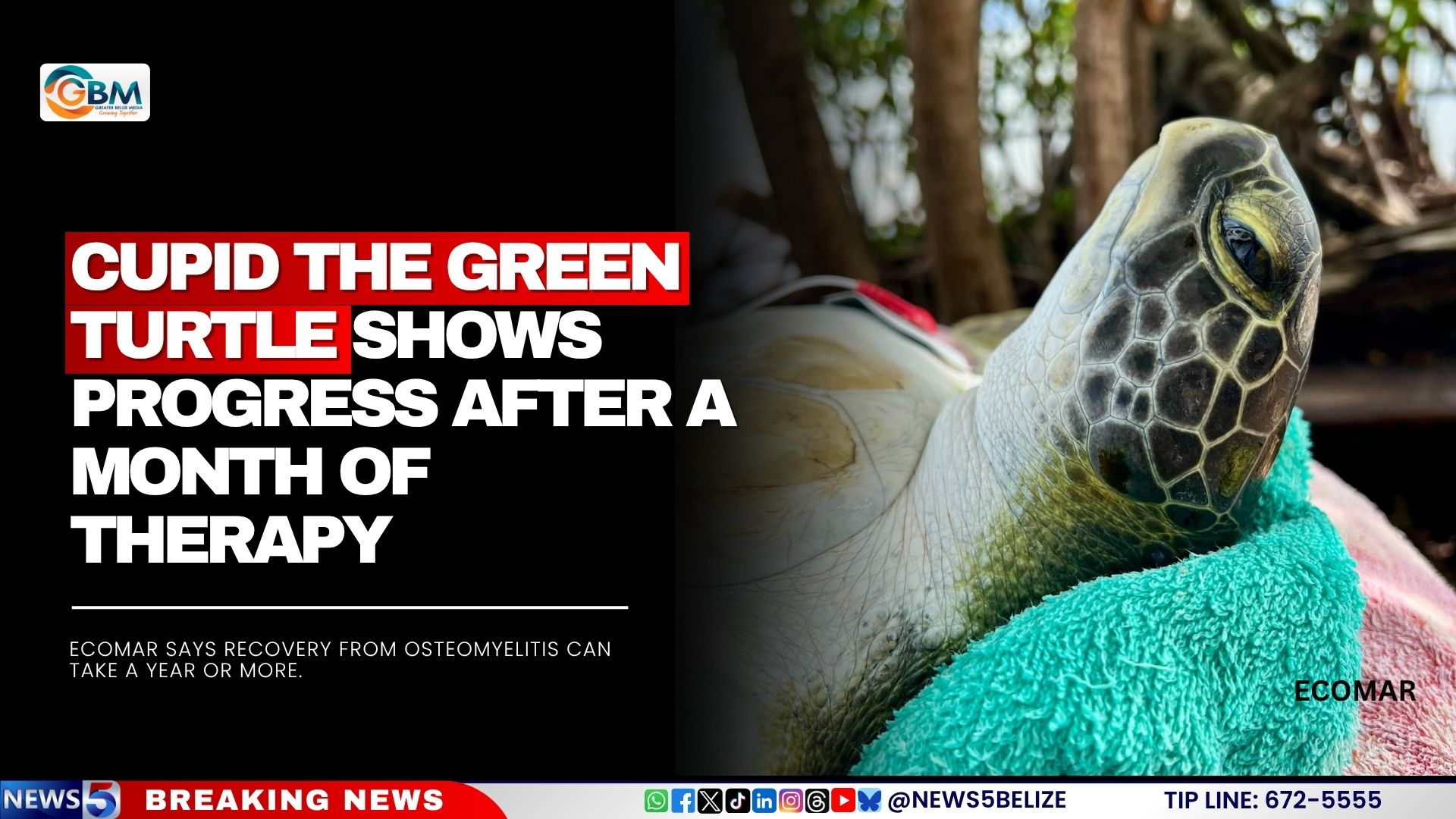 Cupid the Green Turtle Shows Progress After a Month of Therapy