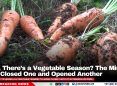 Wait, There’s a Vegetable Season? The Ministry Just Closed One and Opened Another