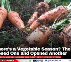 Wait, There’s a Vegetable Season? The Ministry Just Closed One and Opened Another