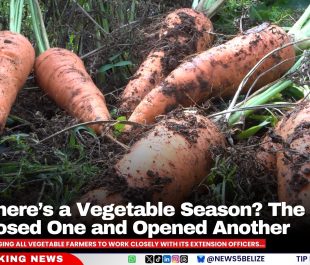 Wait, There’s a Vegetable Season? The Ministry Just Closed One and Opened Another