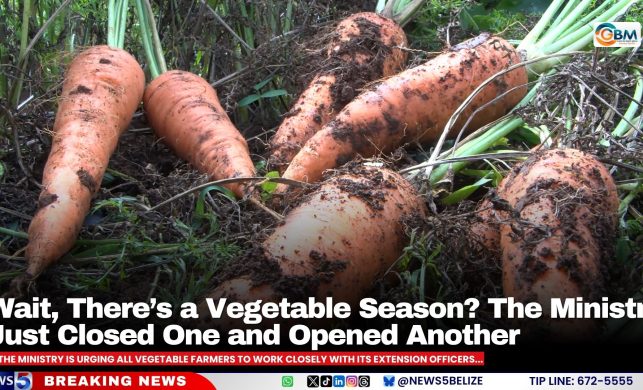Wait, There’s a Vegetable Season? The Ministry Just Closed One and Opened Another