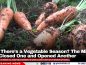 Wait, There’s a Vegetable Season? The Ministry Just Closed One and Opened Another